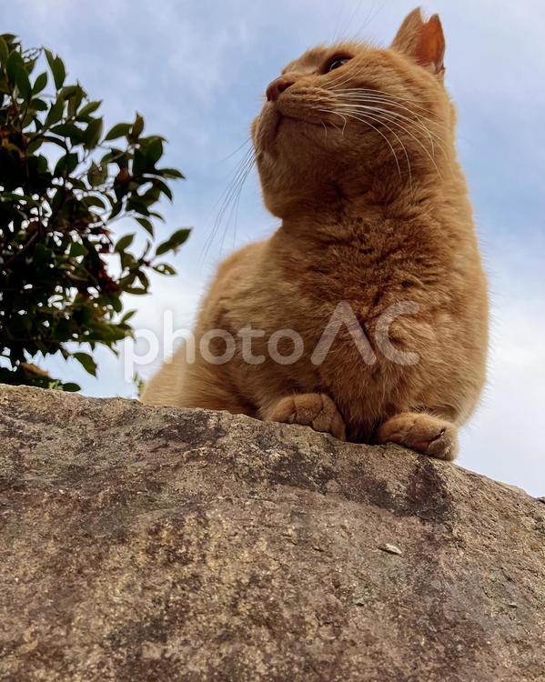 下からのアングル1 地域猫,野良猫,ネコの写真素材