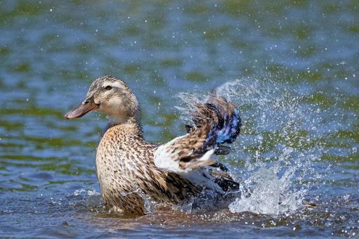 水浴びをするアオクビアヒルの雌 水浴びをするアオクビアヒルの雌の写真