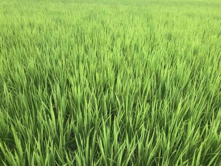 収穫前の田んぼの稲 収穫前の田んぼの稲 の写真