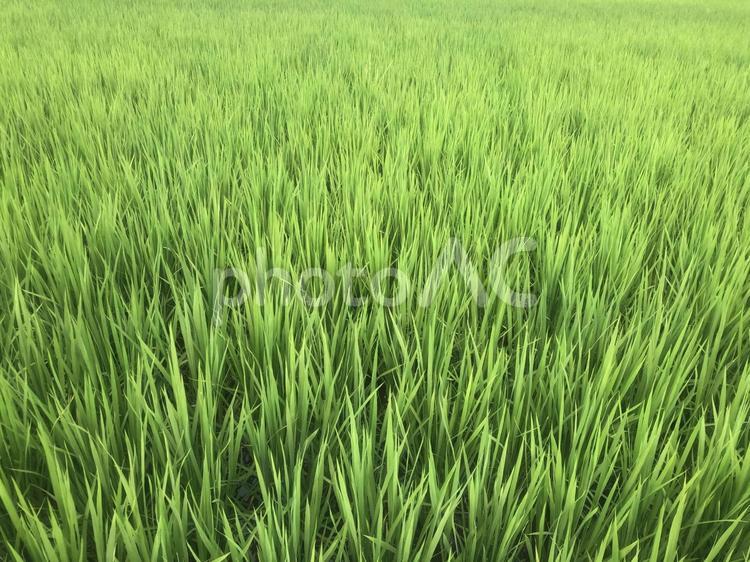 収穫前の田んぼの稲　 田んぼ,水田,稲の写真素材