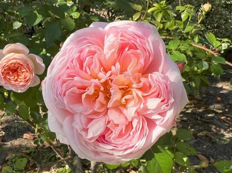 花 花 花,自然,薔薇の写真素材