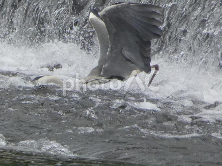 魚を獲る瞬間のアオサギ 鳥,野鳥,アオサギの写真素材