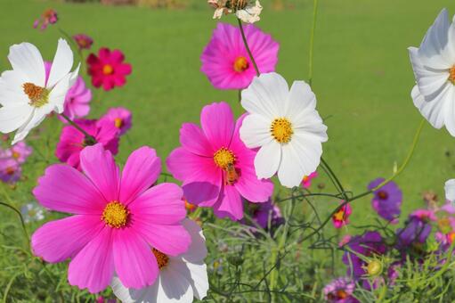 コスモス　花　はち 花,コスモス,秋桜の写真素材