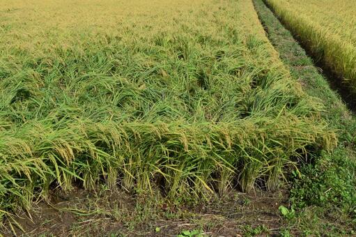 倒れた稲穂 収穫前の田園 風水害で倒れた稲穂,被害にあった稲穂,倒れた稲穂の写真素材