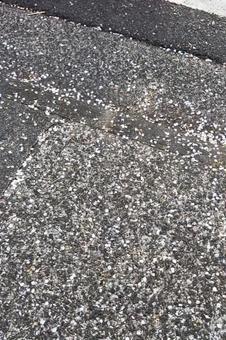 桜 桜の写真