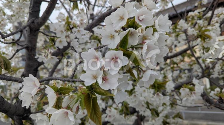 咲き始めた白色の花の桜 桜,さくら,サクラの写真素材