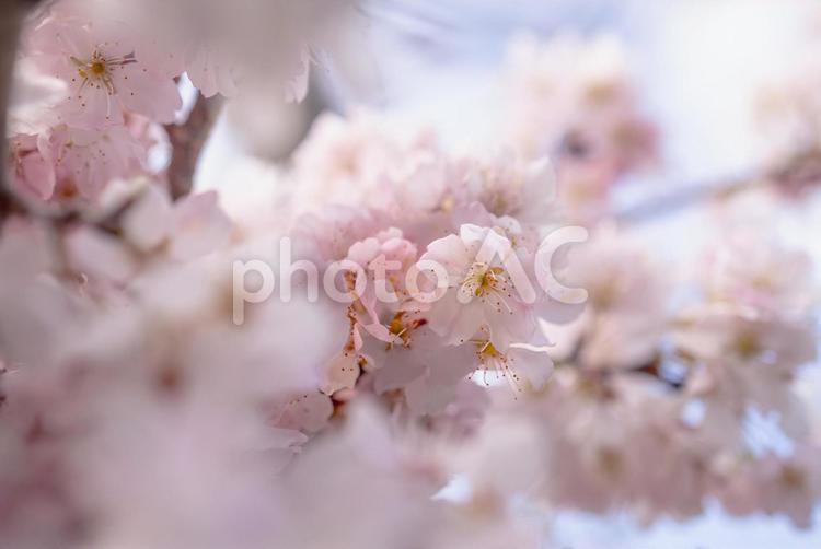 桜の花/サクラ/桜と青空/春の背景画像 桜,さくら,サクラの写真素材