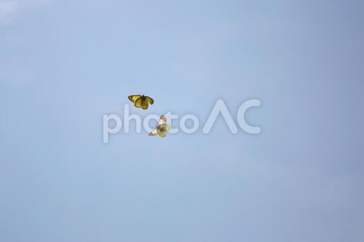 空を舞う蝶 蝶,青空,空の写真素材