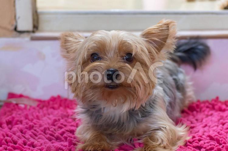 犬・小型・ヨークシャ・テリア2 ヨークシャ,ドッグ,犬の写真素材