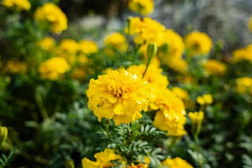 マリーゴールドの写真