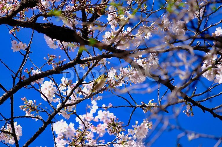 青空と桜とメジロさん 春,風景,4月の写真素材