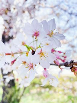 桜11 桜11の写真