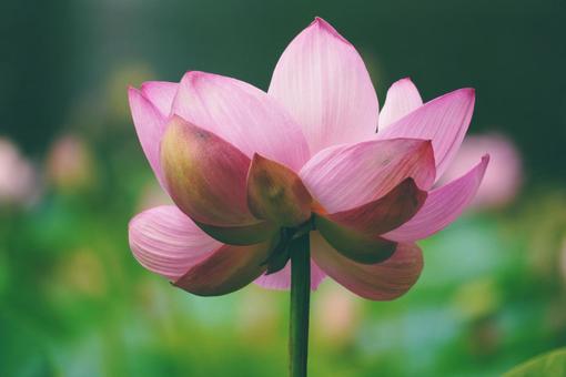蓮の花 蓮の花の写真