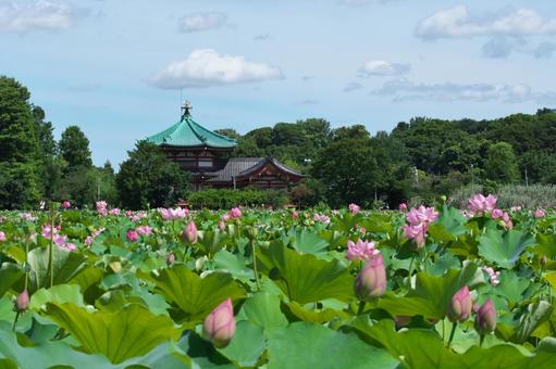 真夏の蓮池と青空 真夏の蓮池と青空の写真