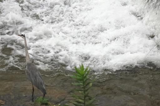 飛沫にアオサギ 飛沫にアオサギの写真