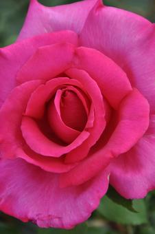 華10 華10 バラ,薔薇,バラ科の写真素材