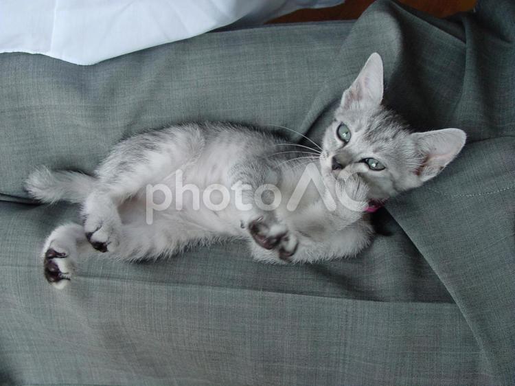 膝の上でくつろぐ子猫 猫,子猫,仔猫の写真素材