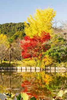 称名寺の紅葉(33) 秋,紅葉,称名寺の写真素材