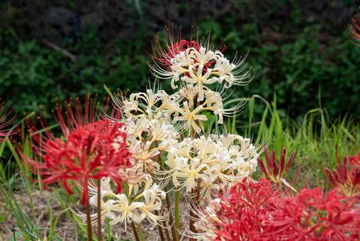 紅白のヒガンバナ 3 紅白のヒガンバナ 3 彼岸花,ヒガンバナ,曼珠沙華の写真素材