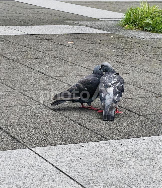 街角の鳩　寄り添う鳩 風景,背景,イメージの写真素材