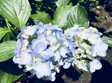 hydrangea, JPG hydrangea, JPG