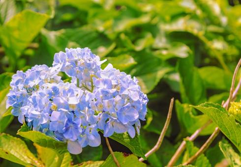 アジサイの花14 アジサイの花14の写真