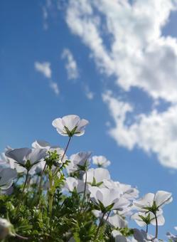 ネモフィラの写真