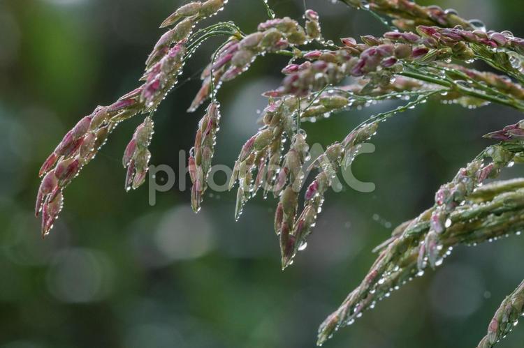 夜露に濡れたセイバンモロコシ 植物,自然,花の写真素材