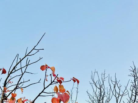 紅葉と青空 枝,葉っぱ,紅葉の写真素材
