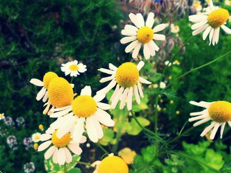 カモミール カモミールの写真