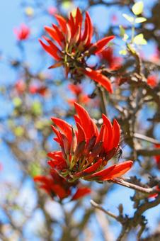 デイゴ デイゴ デイゴ,植物,花の写真素材