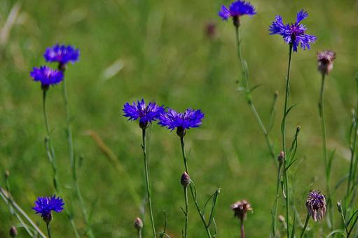 ヤグルマギク ヤグルマギク,矢車菊,コーンフラワーの写真素材