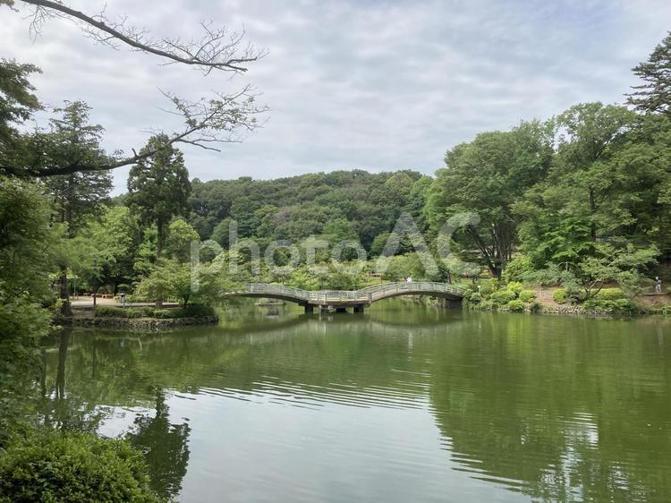 池　公園　山　緑　沼 池,公園,山の写真素材
