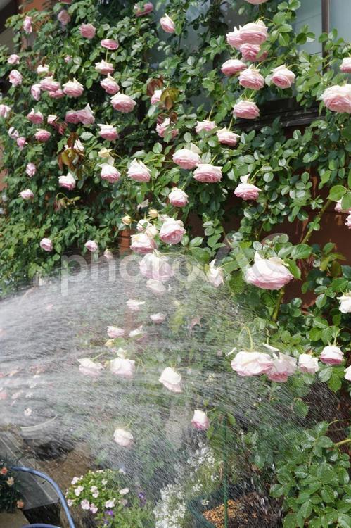 水切れした満開のつるバラに水をかける04 バラ,薔薇,花の写真素材
