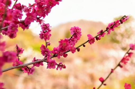 梅の花 梅の花の写真