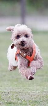 トイプードル トイプードル,犬,ドッグランの写真素材