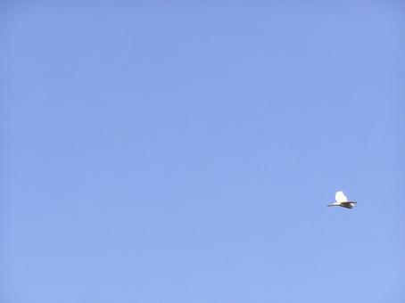 大空を飛ぶコサギ 大空を飛ぶコサギ 大空,飛ぶ,コサギの写真素材