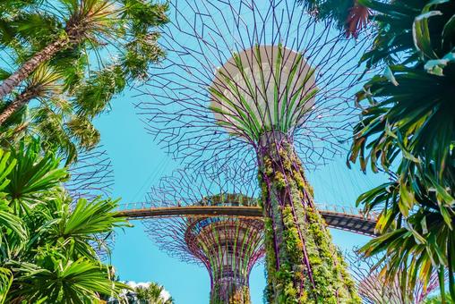 【シンガポール】スーパーツリー 【シンガポール】スーパーツリー シンガポール,スーパーツリー,植物園の写真素材