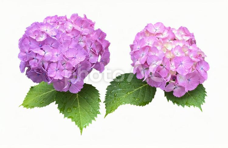 紫陽花の花　psdは背景透過・切り抜き 紫陽花,切り抜き,psdの写真素材