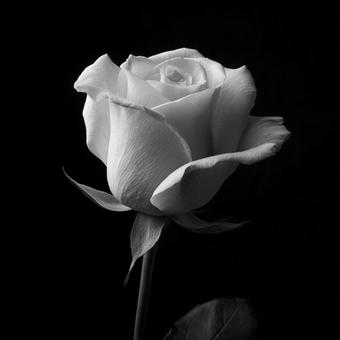 黒い背景に浮かび上がる白いバラ 黒い背景に浮かび上がる白いバラの写真