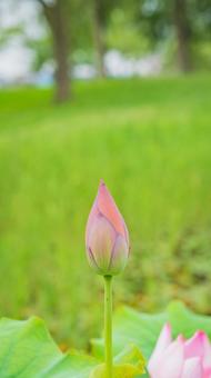 蓮の花 蓮の花の写真