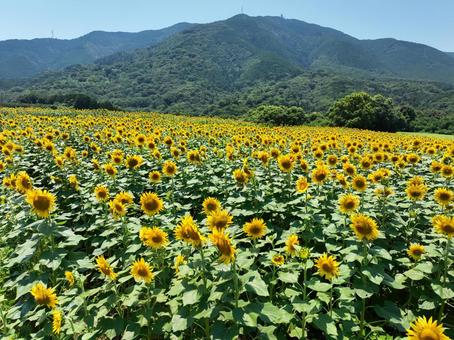 ひまわり畑 ひまわり畑 ひまわり畑,ひまわり,向日葵の写真素材