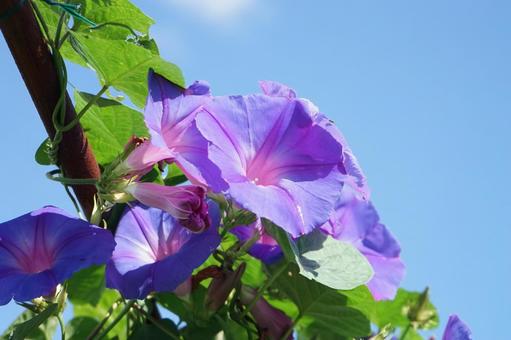 琉球朝顔 琉球朝顔,オーシャンブルー,ヒルガオの写真素材