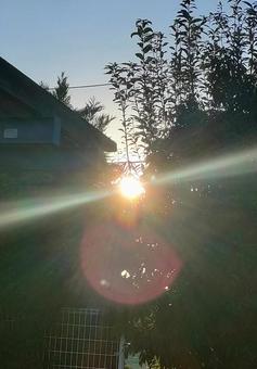 木漏れ日 木漏れ日,夕焼け,夕日の写真素材