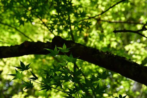 Photo, maple, momiji, fresh green, 