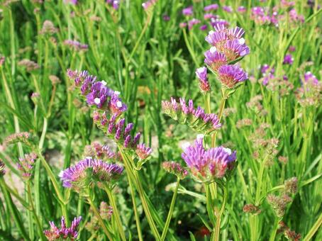 スターチス・リモニウム 咲く風景 草花,鮮やか,ドライの写真素材