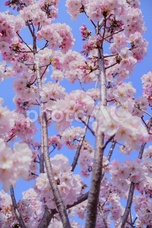 御車返しの桜 桜,花,春の写真素材