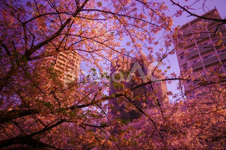 桜色に染まる街並み 桜,花びら,高層ビルの写真素材