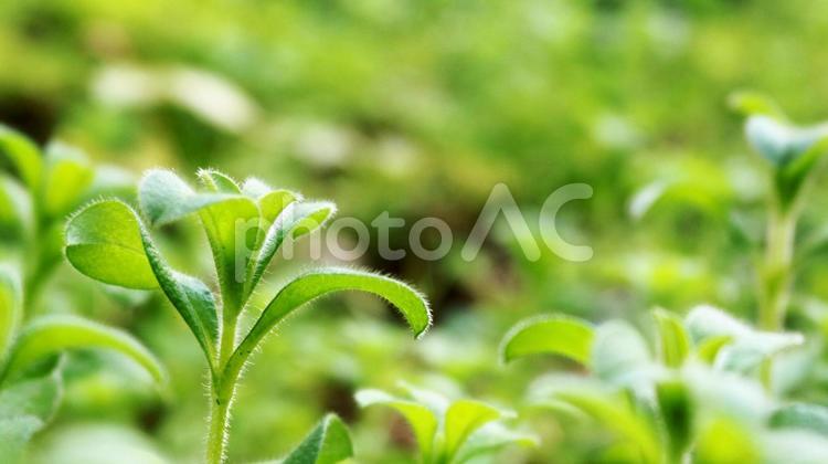 柔らかい草のクローズアップ画像 自然,植物,草の写真素材