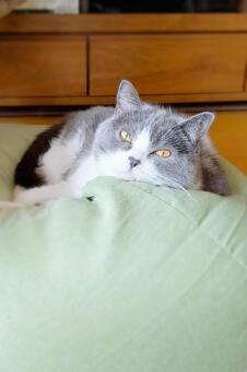 見つめる可愛いハチワレ猫 縦 猫,ねこ,ネコの写真素材